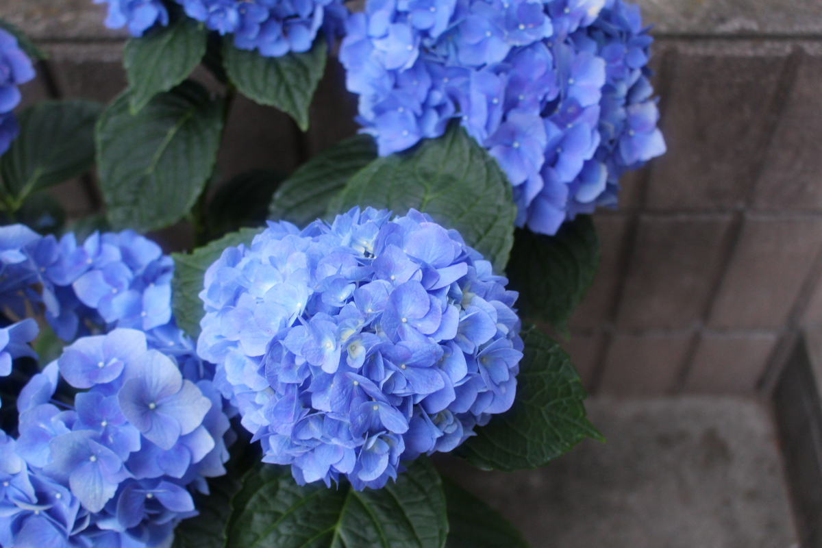 f:id:hase2:20200523050655j:plain