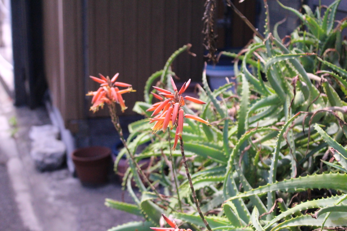 アロエの仲間 愛すべき雑草たち