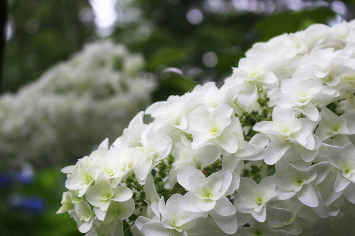 f:id:hase2:20200525015012j:plain