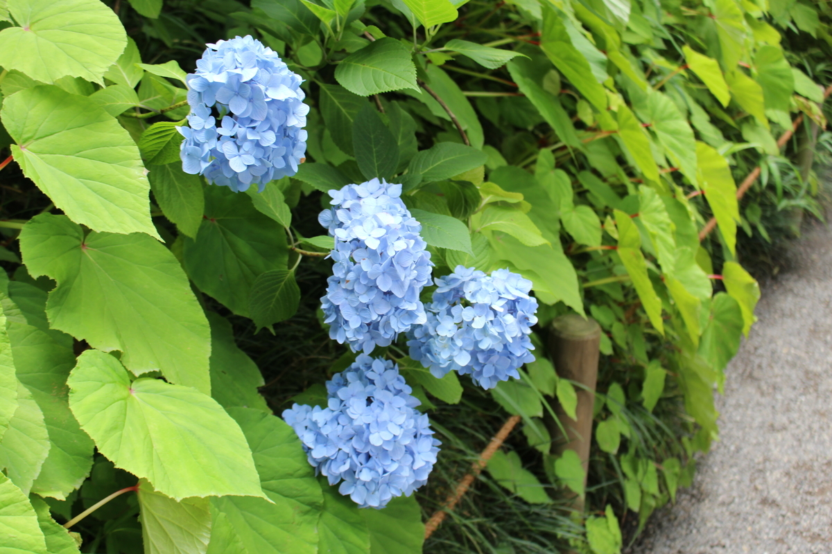 f:id:hase2:20200525015457j:plain