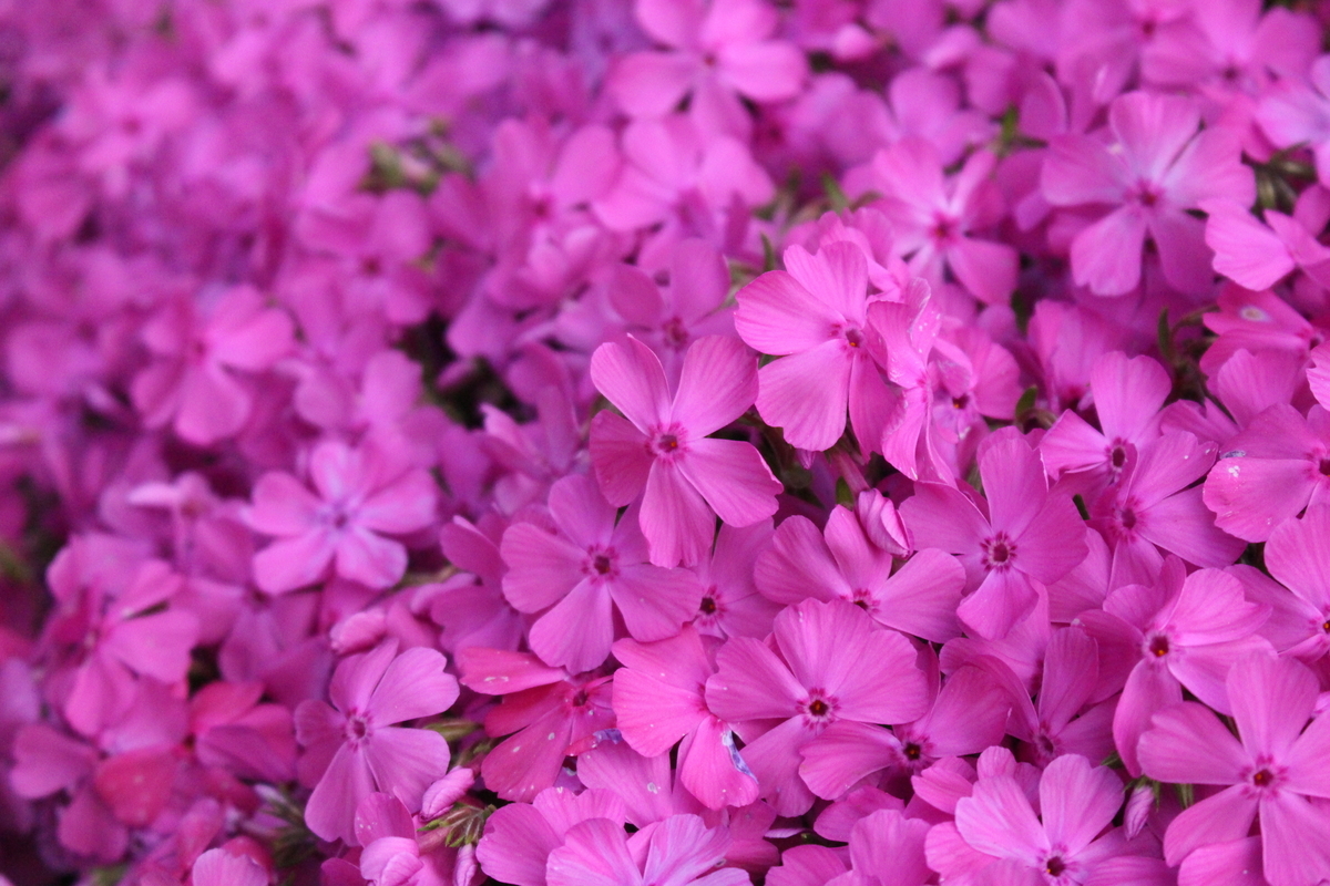 f:id:hase2:20200527010058j:plain f:id:hase2:20200527010058j:plain