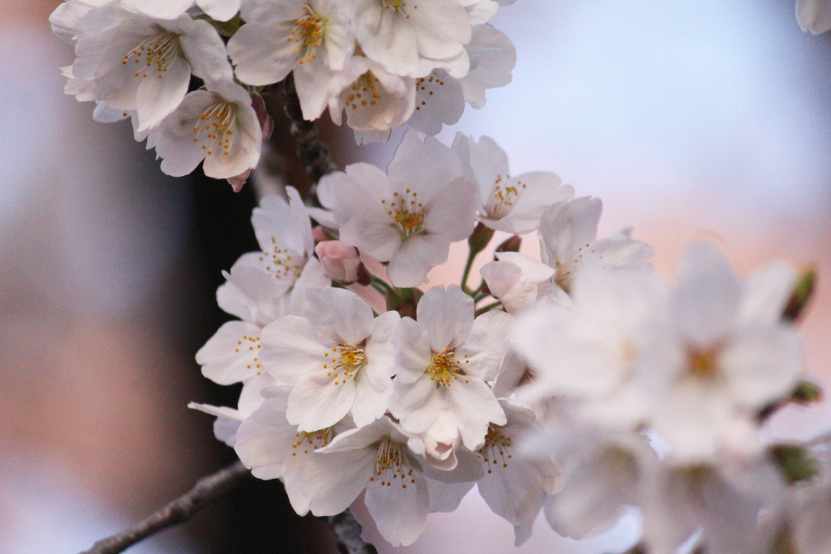 f:id:hase2:20200529002040j:plain
