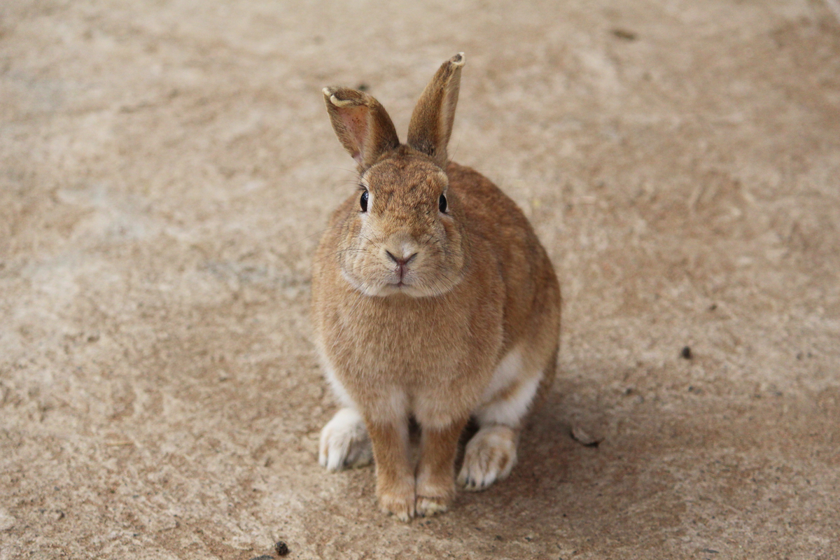 f:id:hase2:20200604215305j:plain