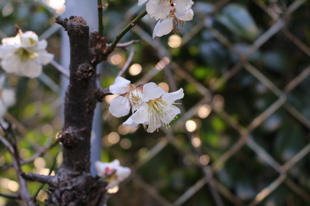 f:id:hase2:20200605011054j:plain