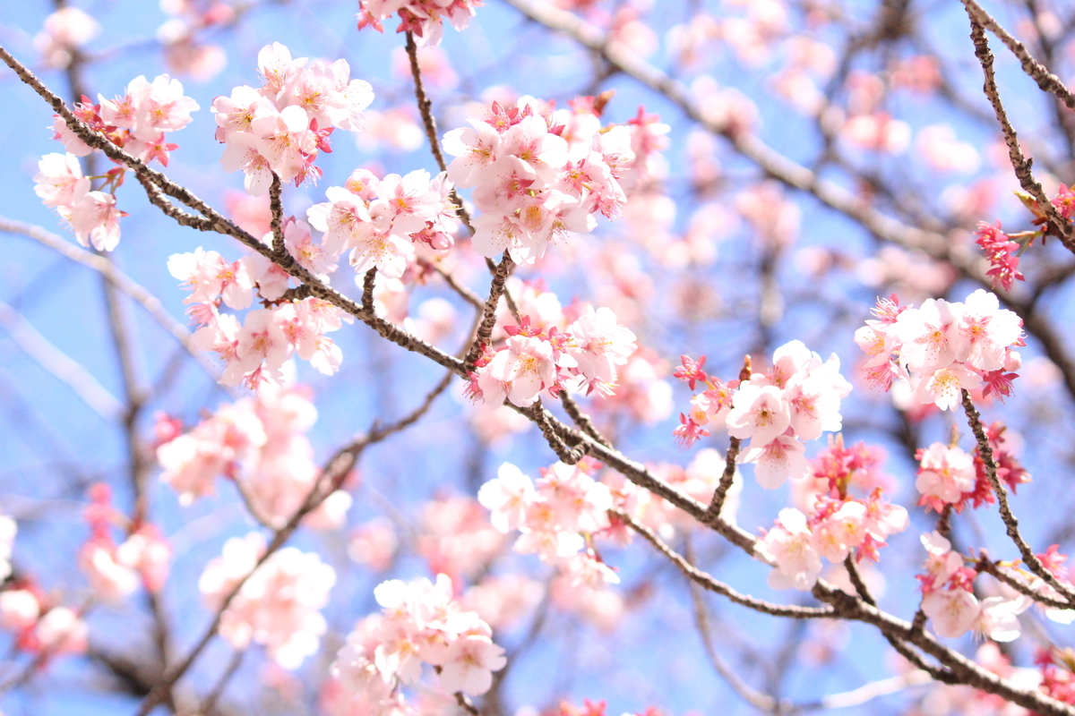 f:id:hase2:20200609001044j:plain