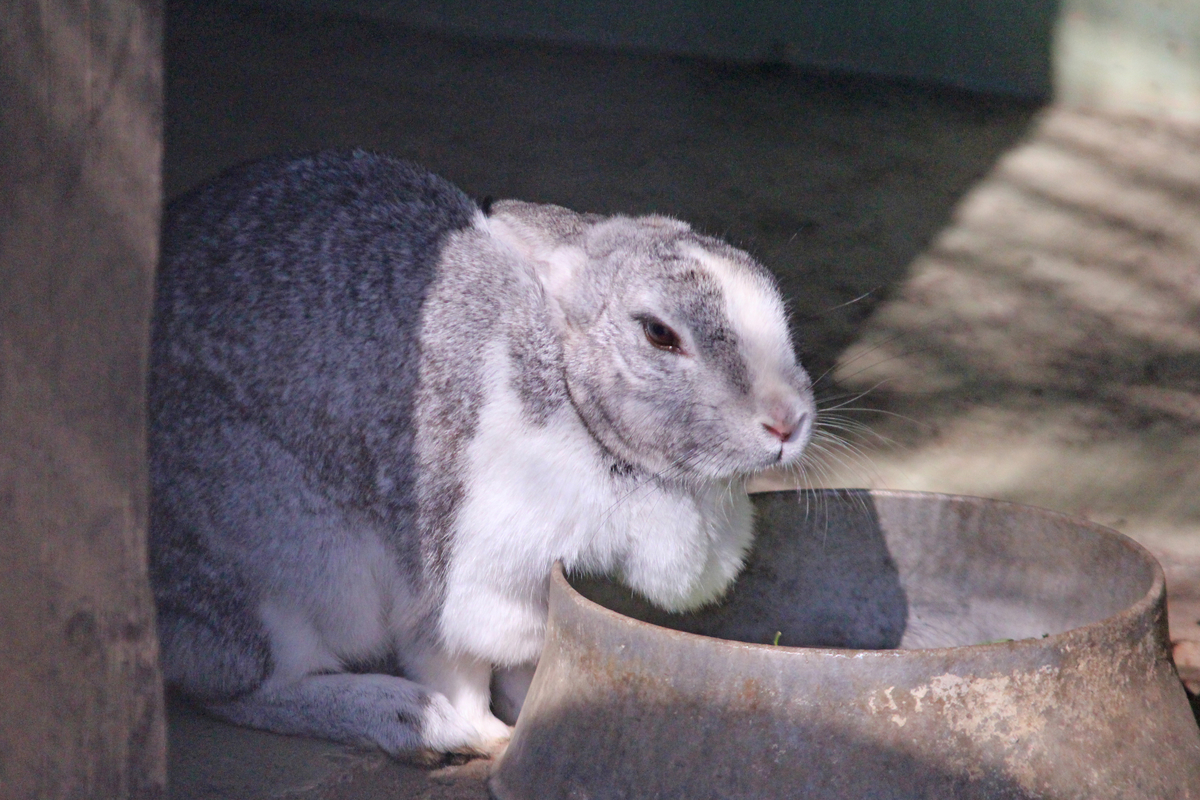 f:id:hase2:20200609011030j:plain
