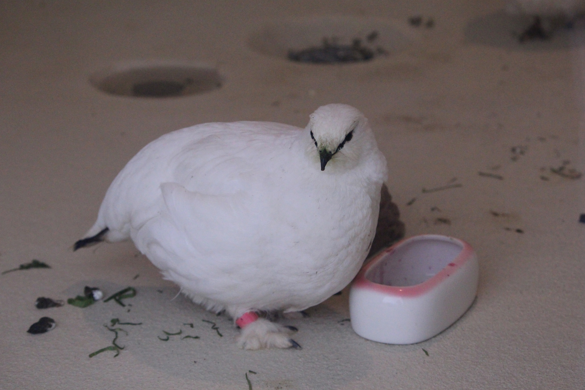 f:id:hase2:20200610033416j:plain