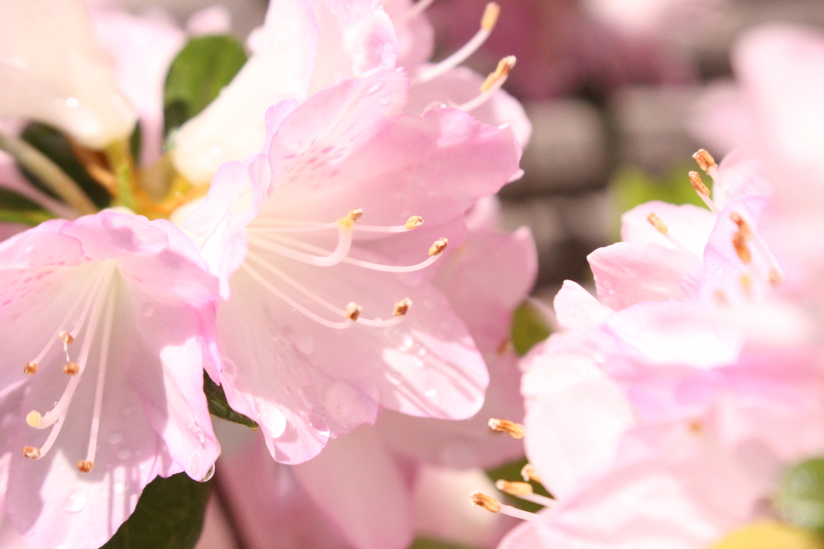 f:id:hase2:20200616220240j:plain