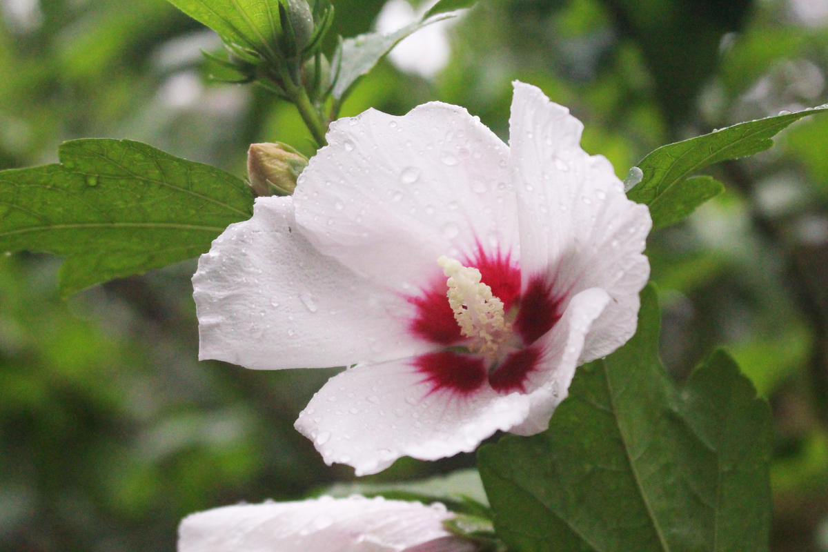 f:id:hase2:20200703232248j:plain