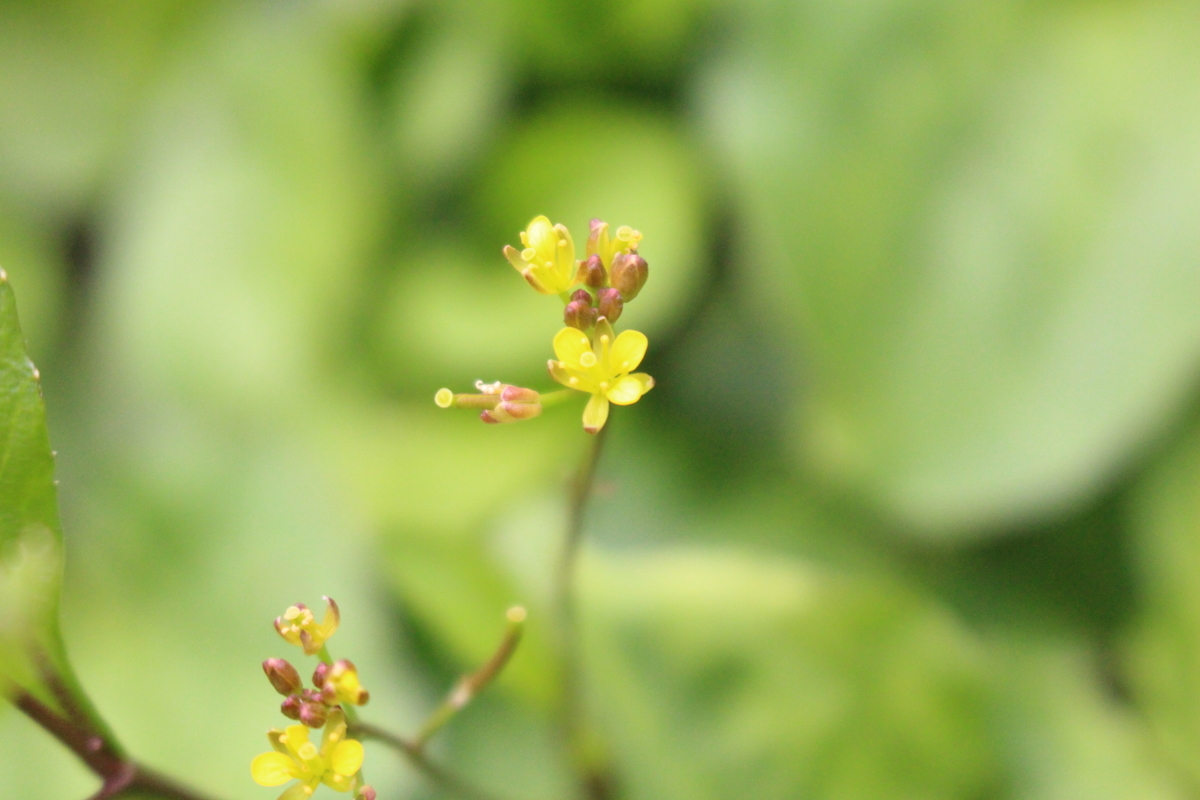 f:id:hase2:20200727000414j:plain