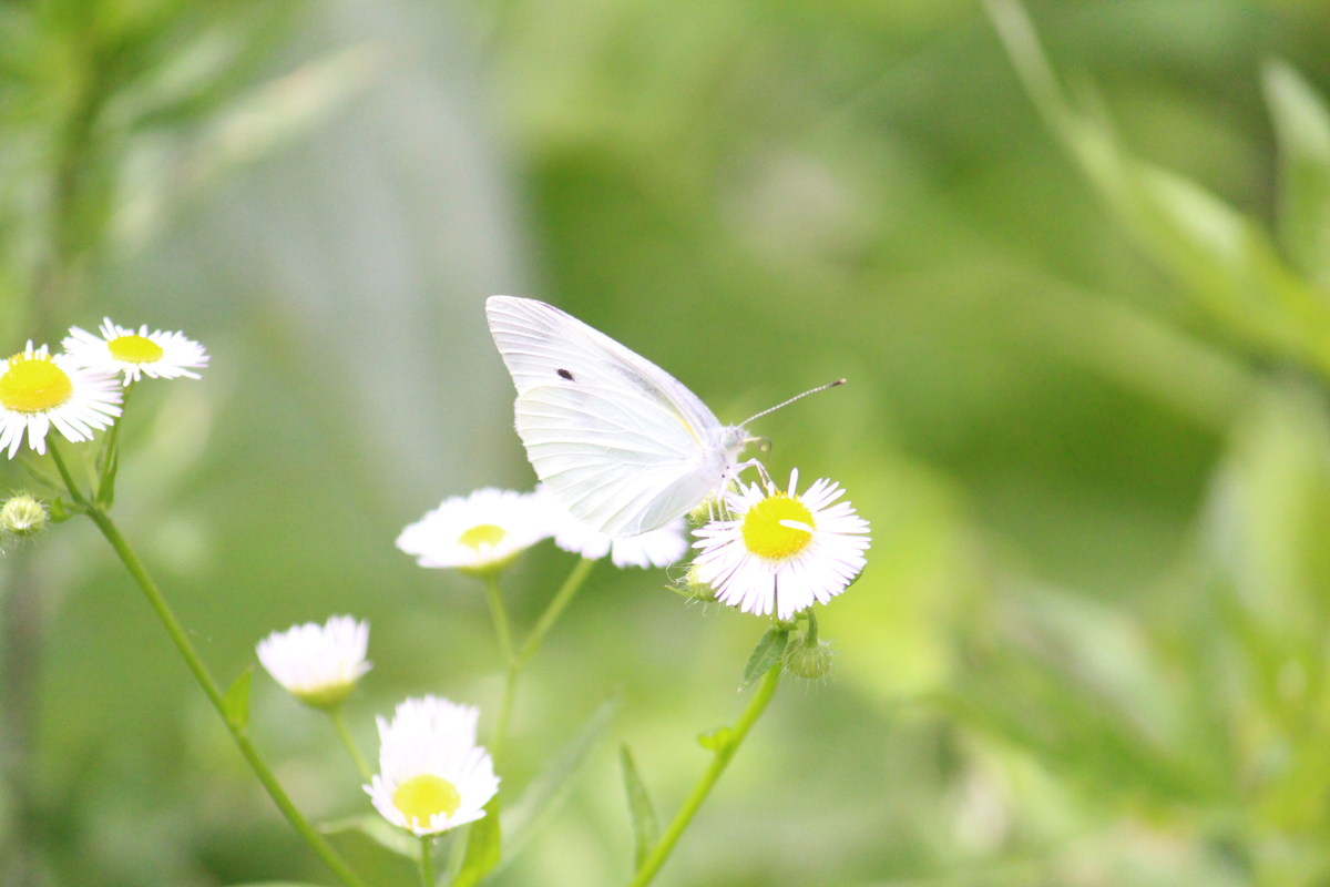 f:id:hase2:20200727002141j:plain