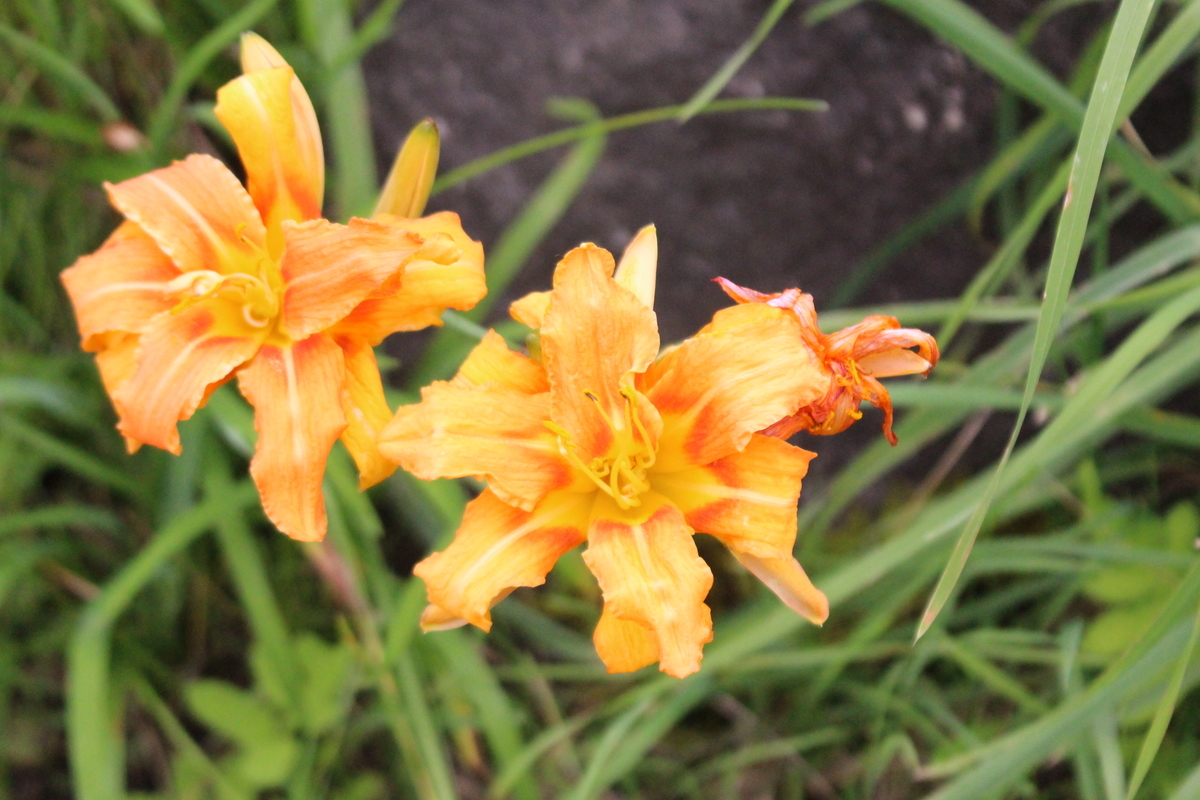 f:id:hase2:20200727003531j:plain f:id:hase2:20200727003531j:plain