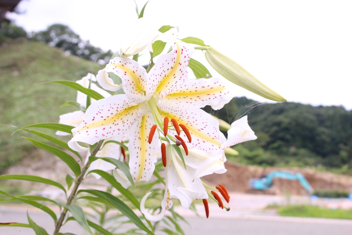 f:id:hase2:20200727004440j:plain f:id:hase2:20200727004440j:plain
