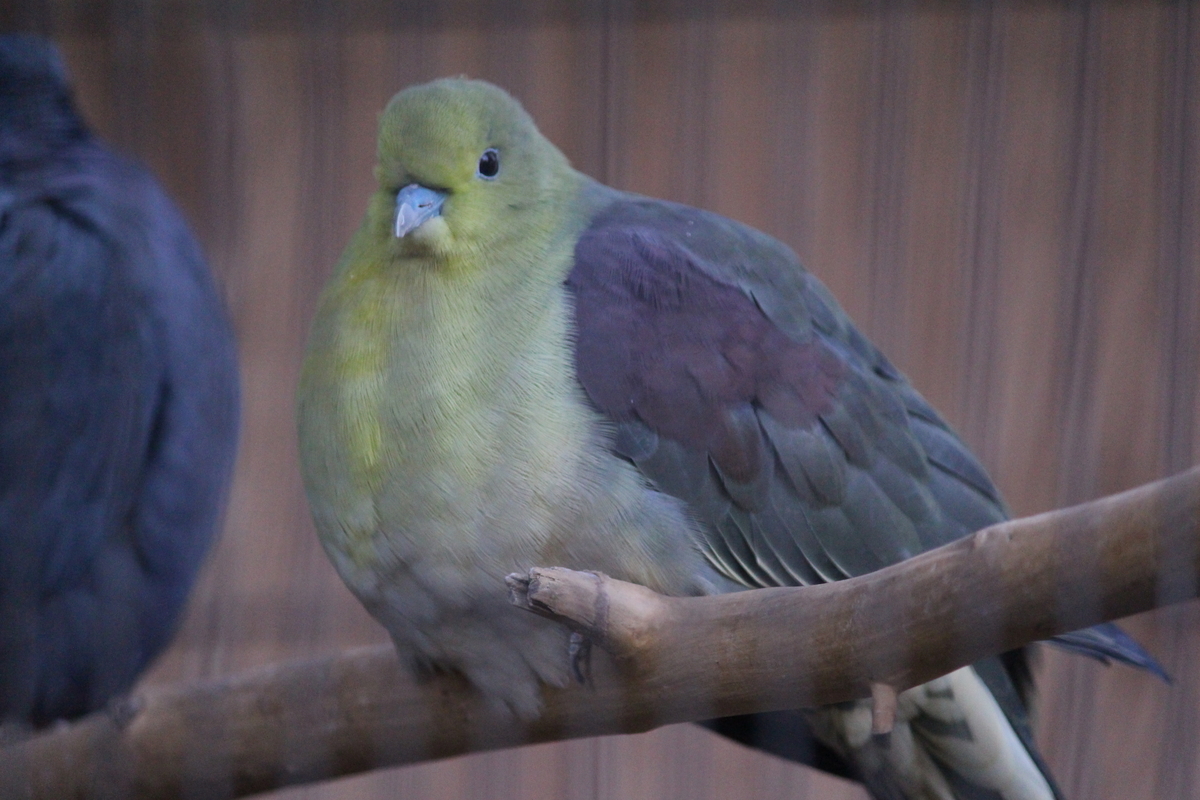 f:id:hase2:20200801001101j:plain