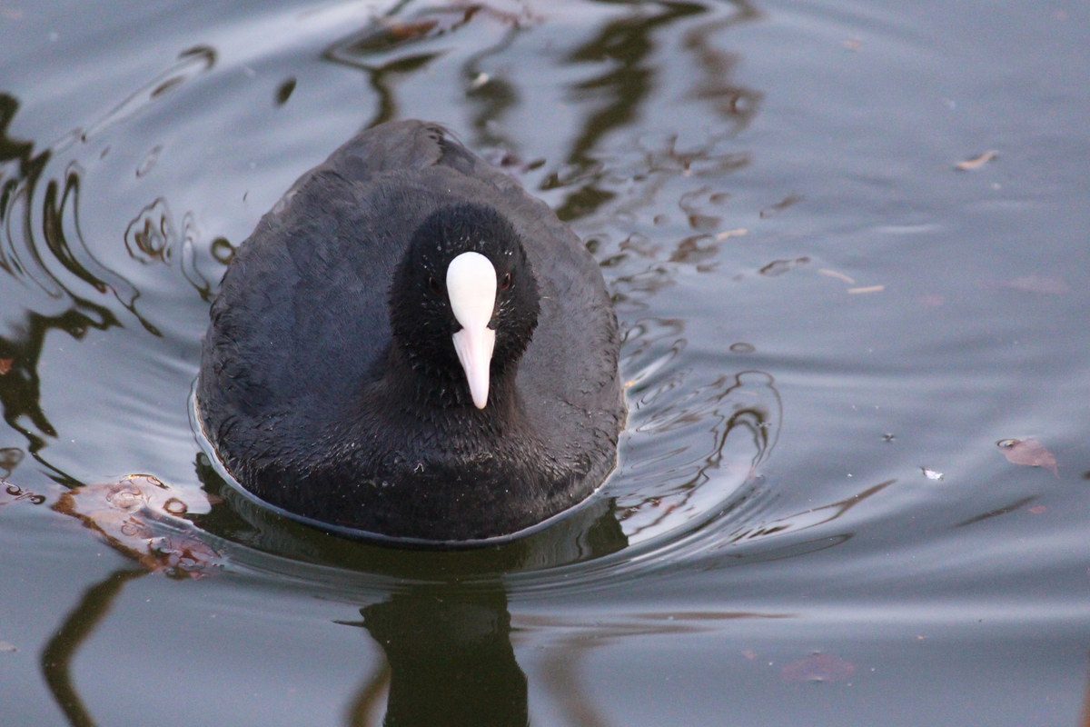 f:id:hase2:20200801001831j:plain