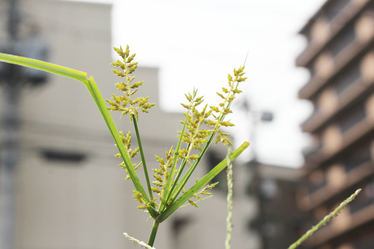 f:id:hase2:20200808150210j:plain