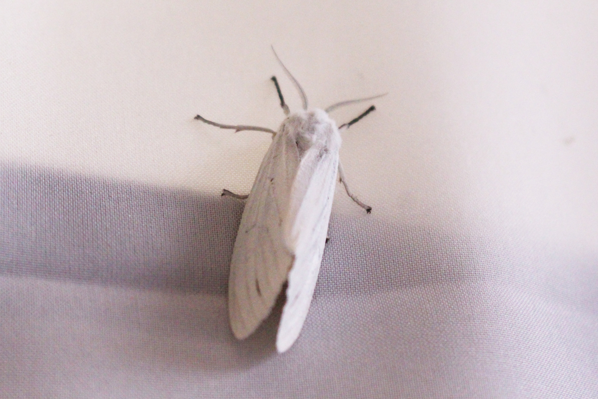 f:id:hase2:20200810025835j:plain f:id:hase2:20200810025835j:plain
