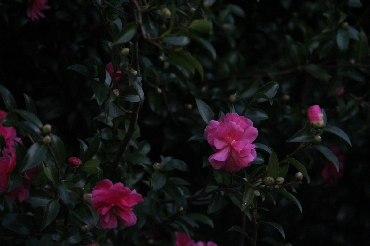 f:id:hase2:20200815000034j:plain