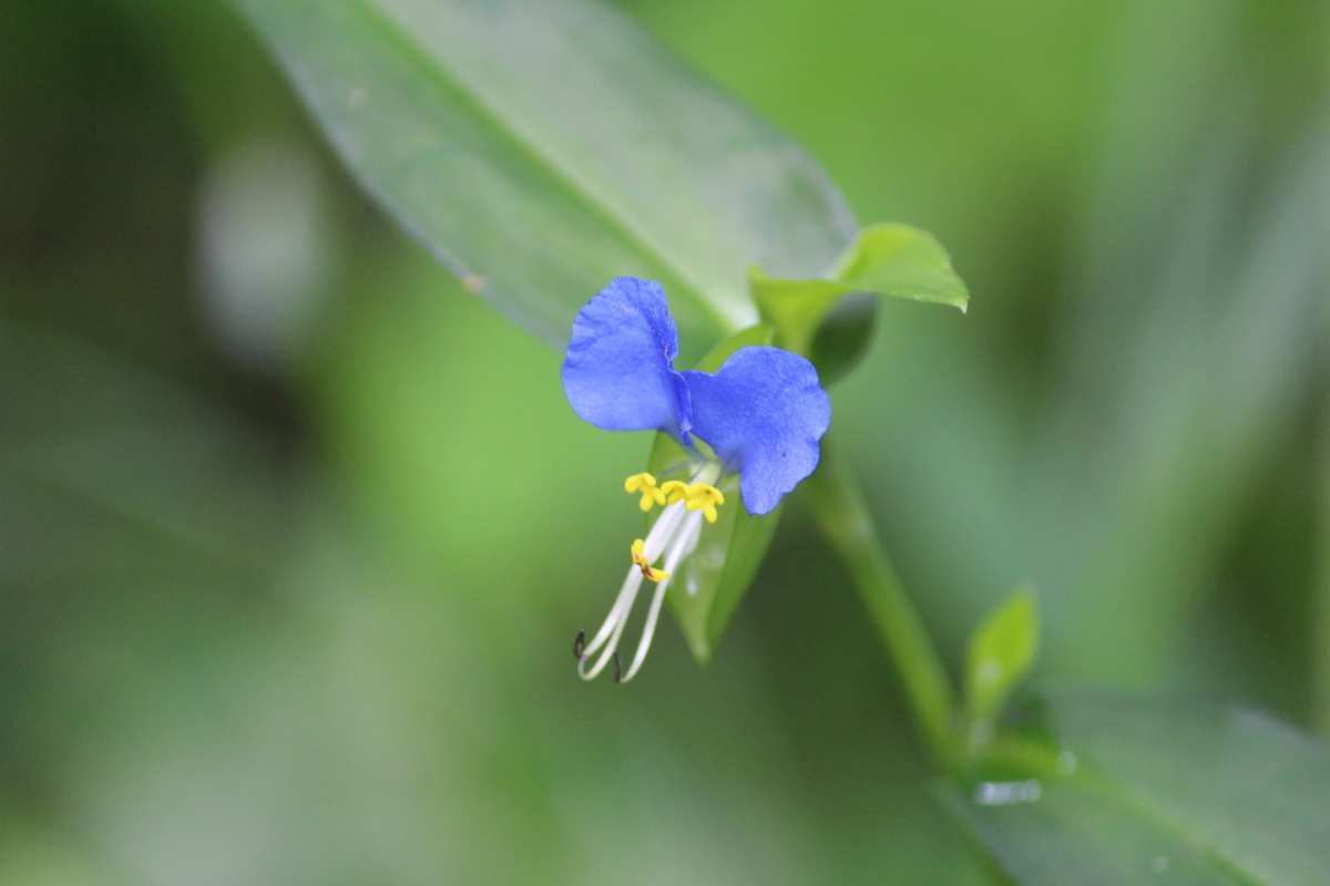 ツユクサ - 愛すべき雑草たち