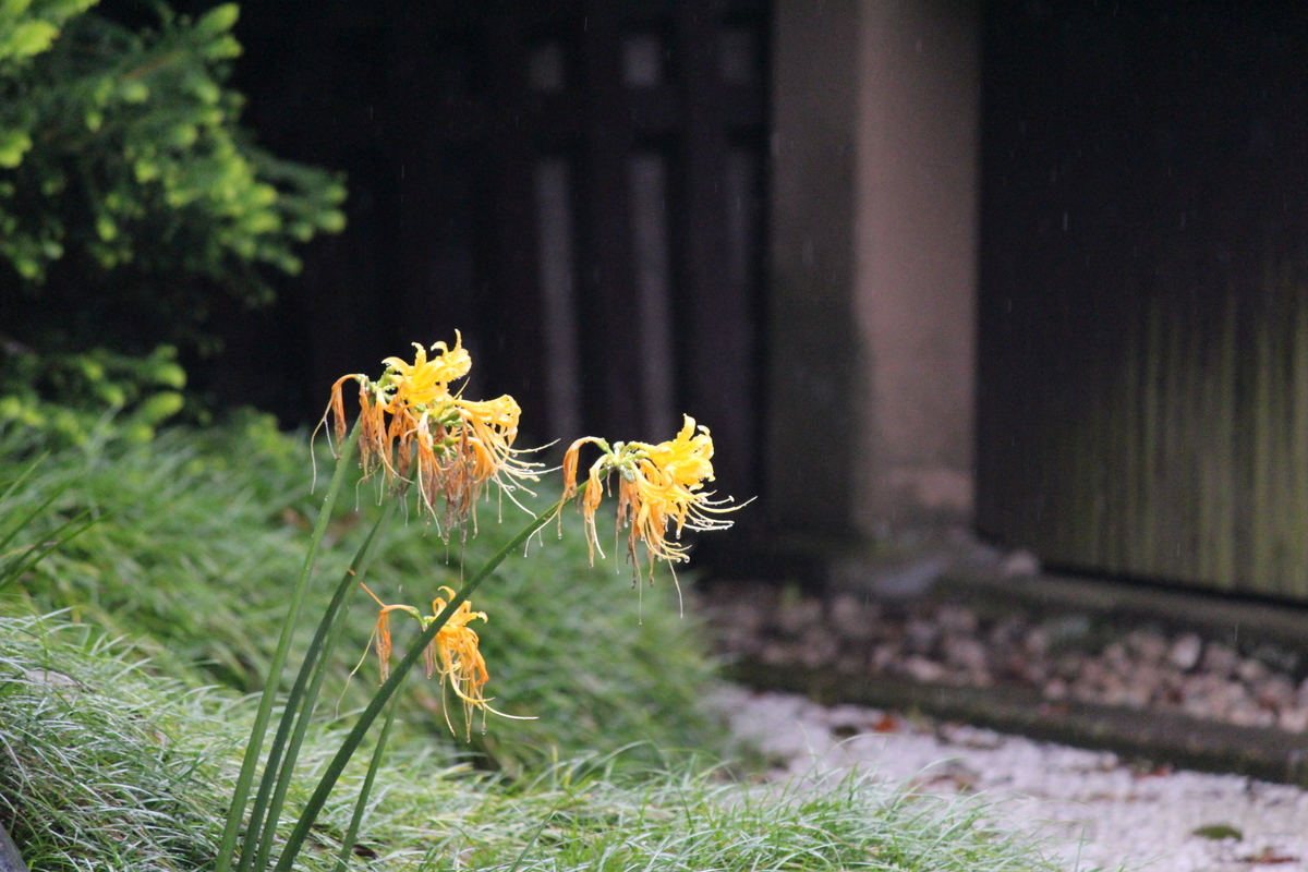 f:id:hase2:20200826224003j:plain