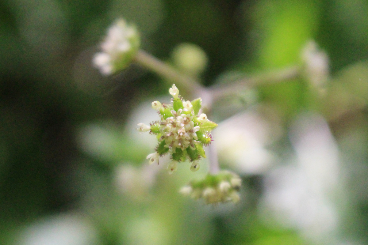 f:id:hase2:20200901001520j:plain