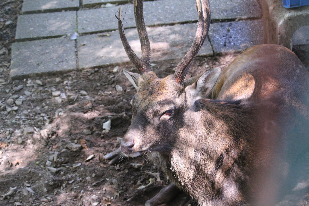 f:id:hase2:20200902223759j:plain