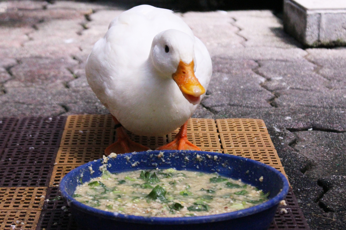f:id:hase2:20200902233111j:plain