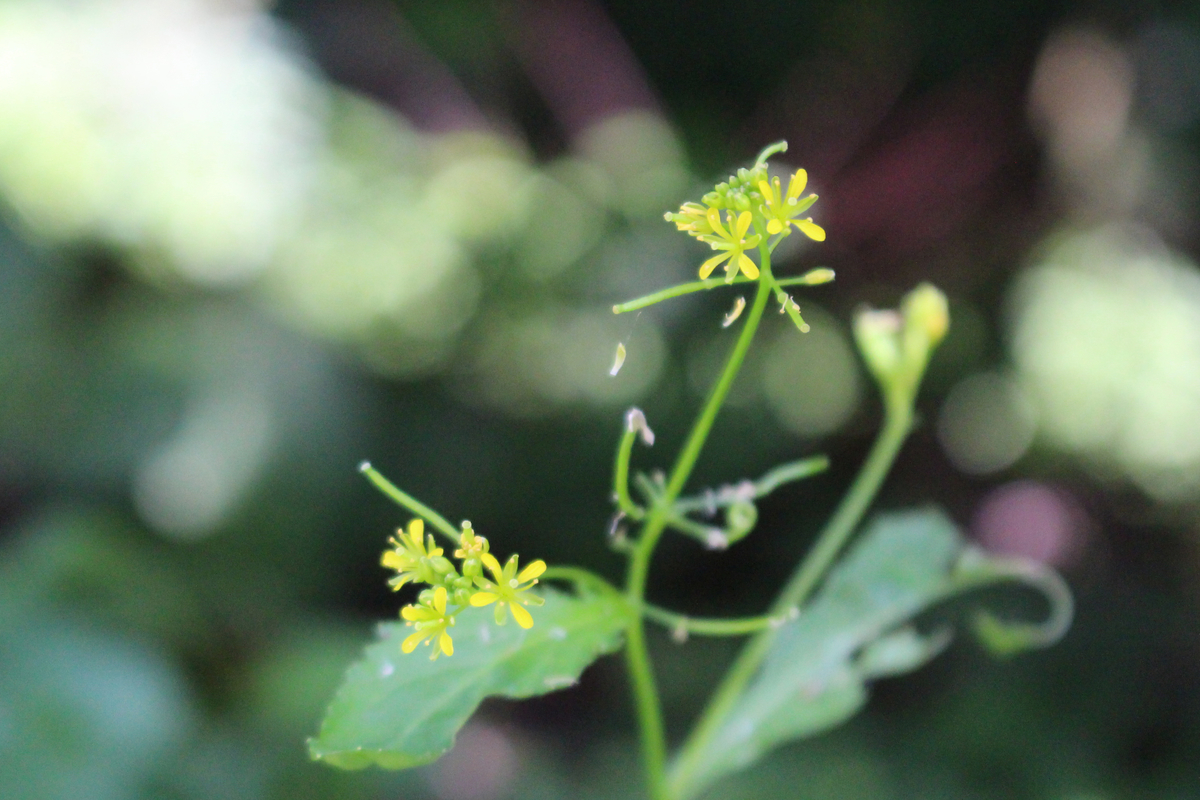 f:id:hase2:20200903000013j:plain