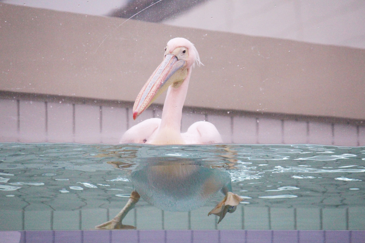 f:id:hase2:20200905232802j:plain