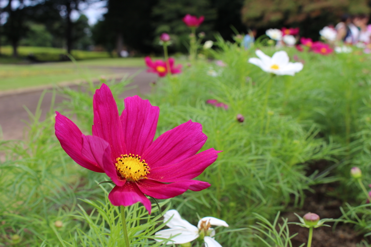 その他 kosumosu コスモス(Cosmos)【かぎけんWEB】