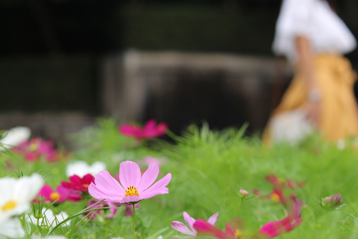 f:id:hase2:20200906002846j:plain