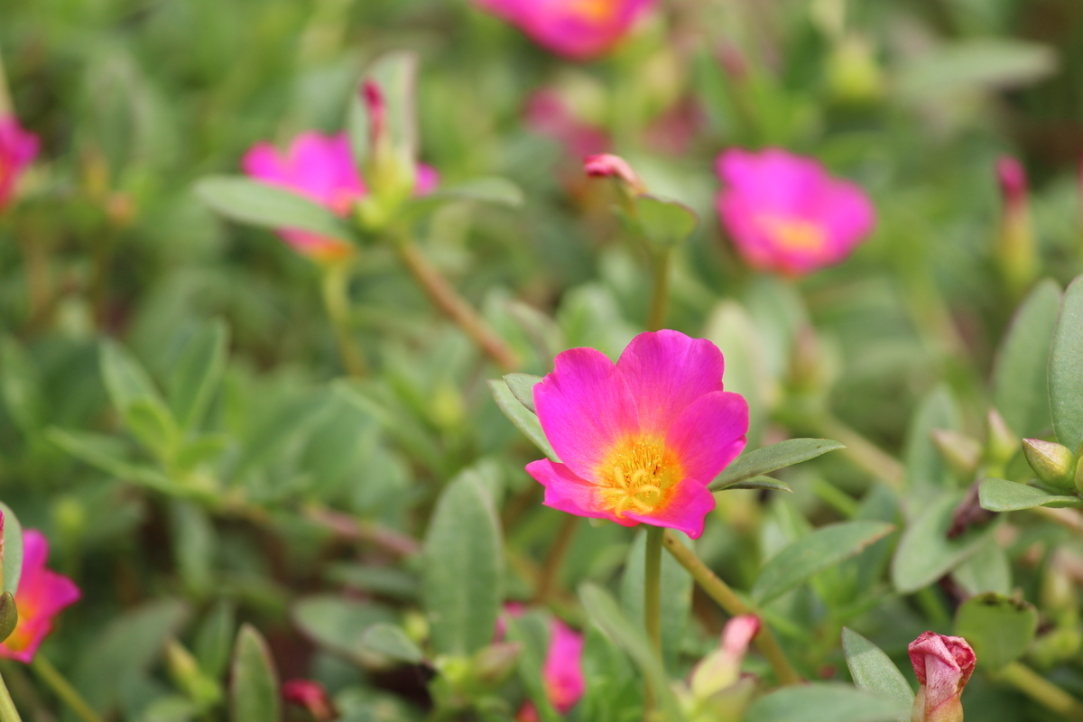 f:id:hase2:20200906011302j:plain