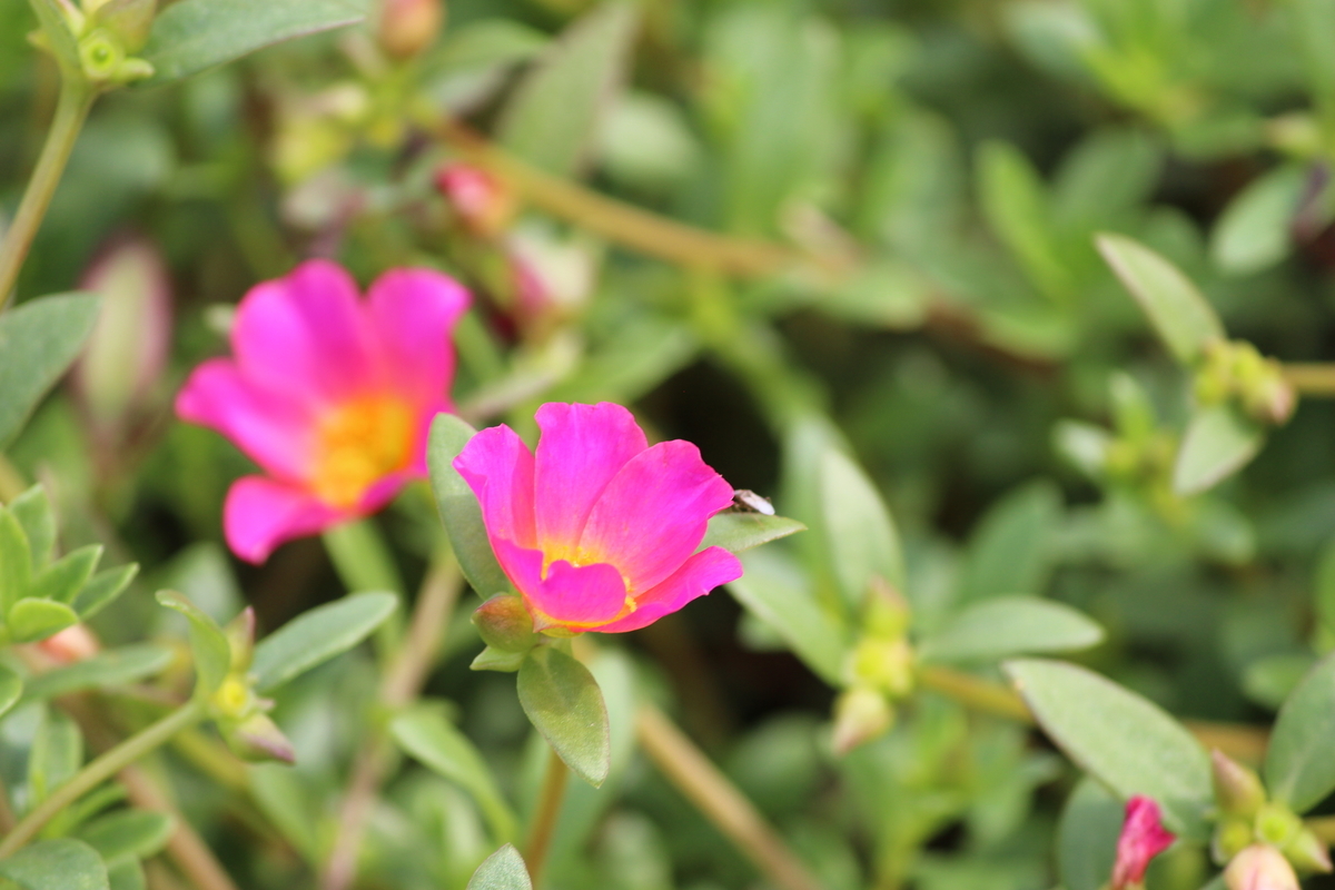 f:id:hase2:20200906011317j:plain