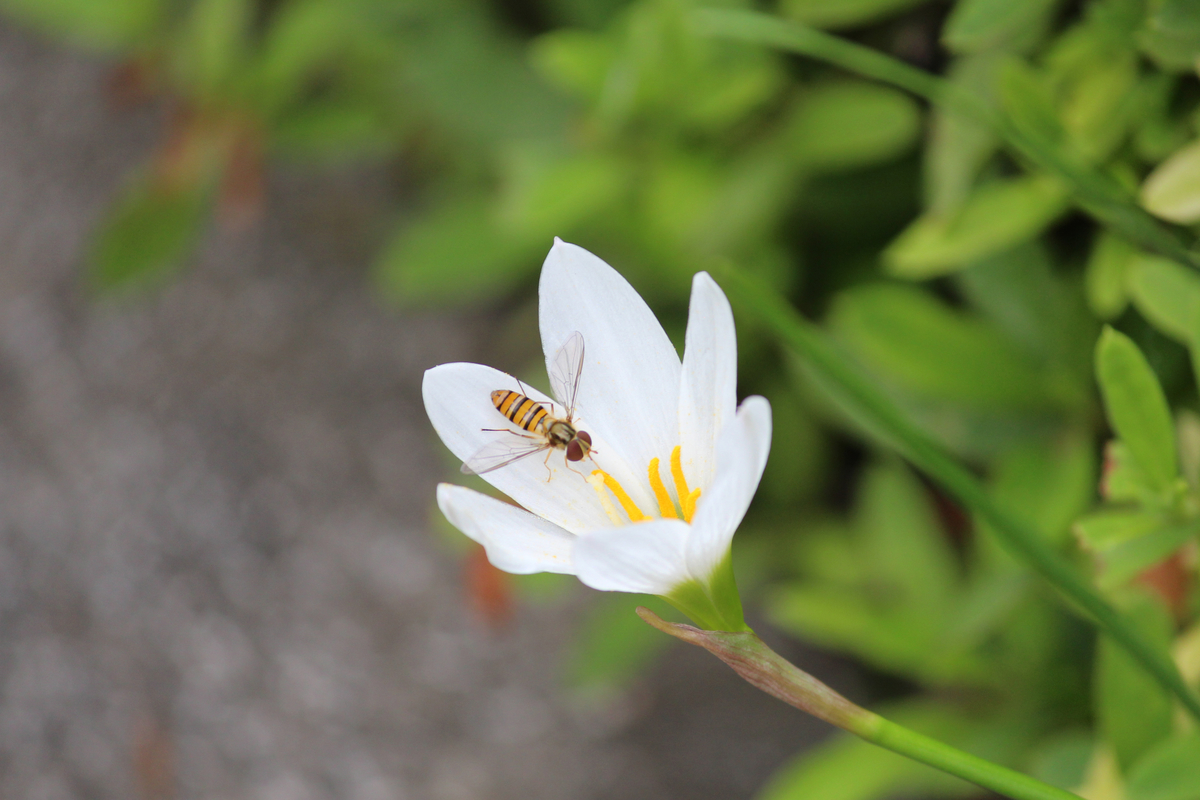 f:id:hase2:20200906213535j:plain f:id:hase2:20200906213535j:plain