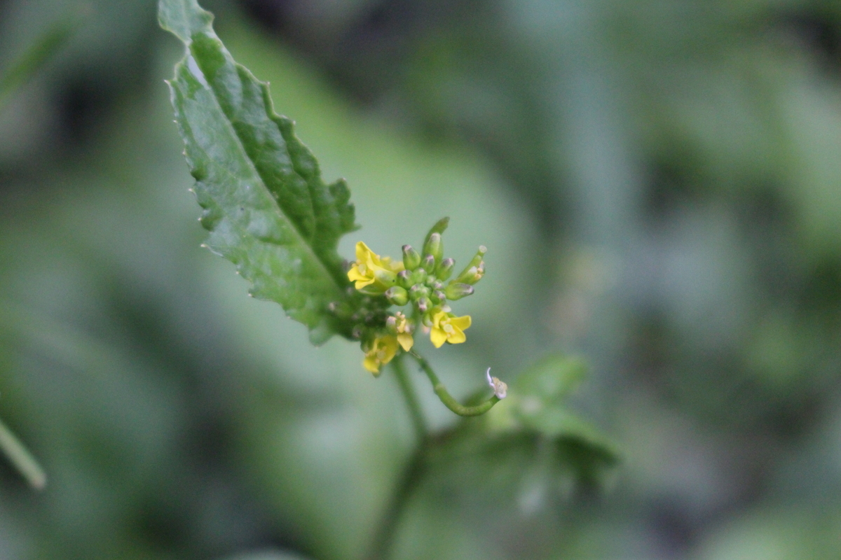 f:id:hase2:20200921101726j:plain