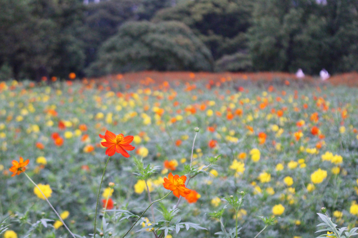 f:id:hase2:20200925213909j:plain