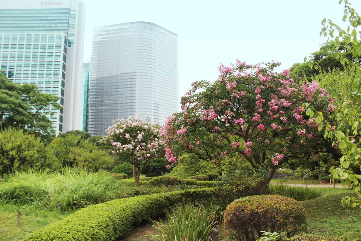 サルスベリ 愛すべき雑草たち