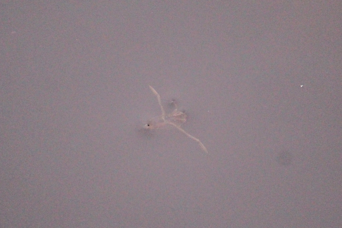 f:id:hase2:20201002190629j:plain f:id:hase2:20201002190629j:plain