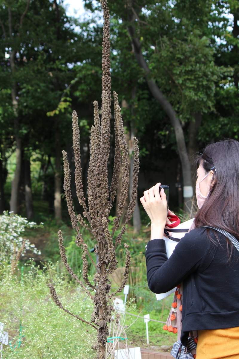 f:id:hase2:20201024210053j:plain