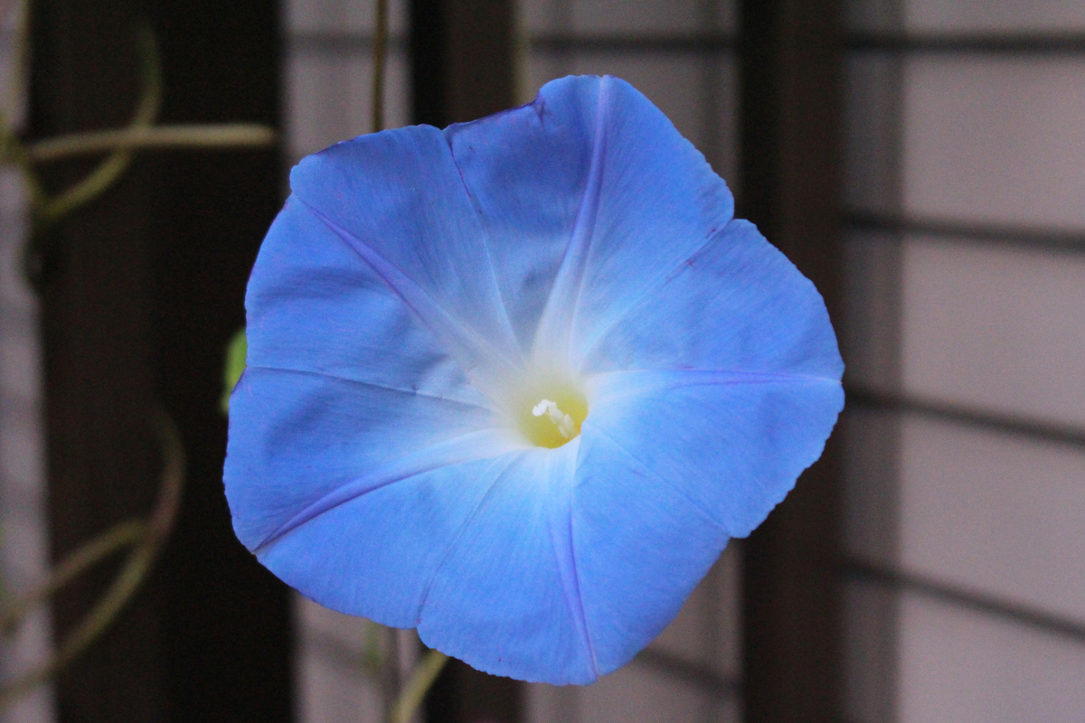 f:id:hase2:20201026001943j:plain