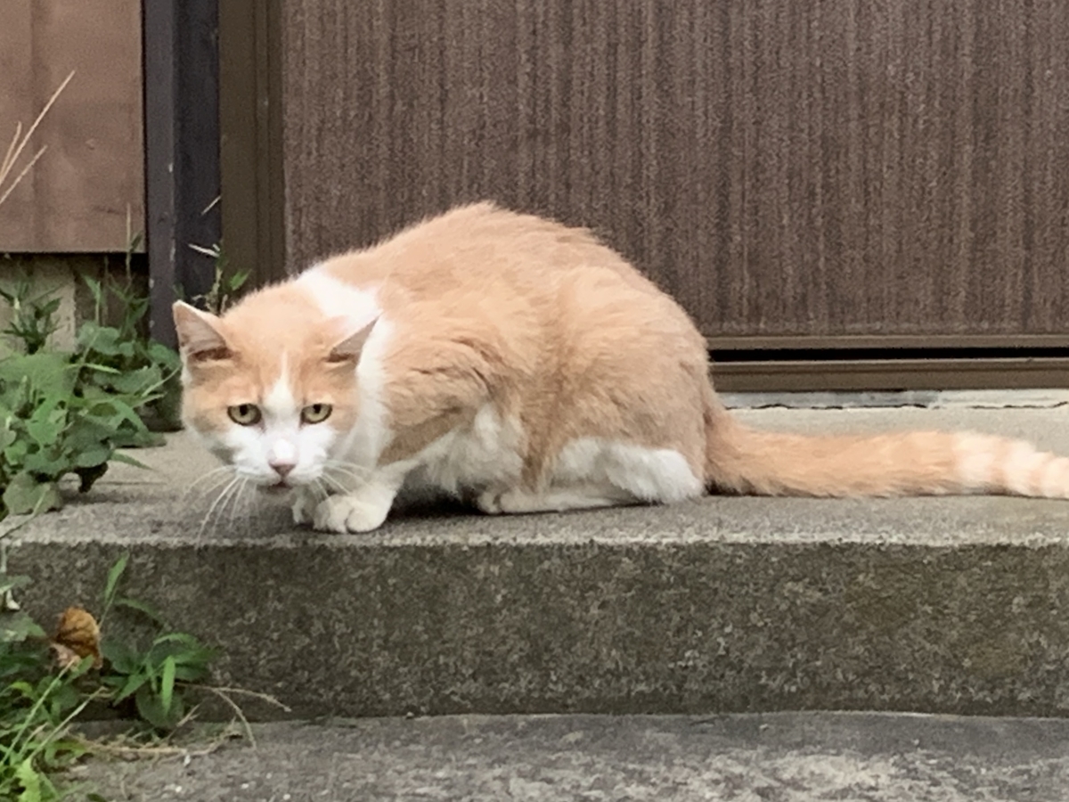 f:id:hase2:20201103233847j:plain f:id:hase2:20201103233847j:plain