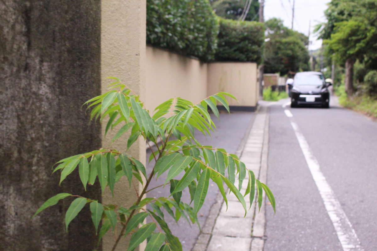 f:id:hase2:20201118003215j:plain