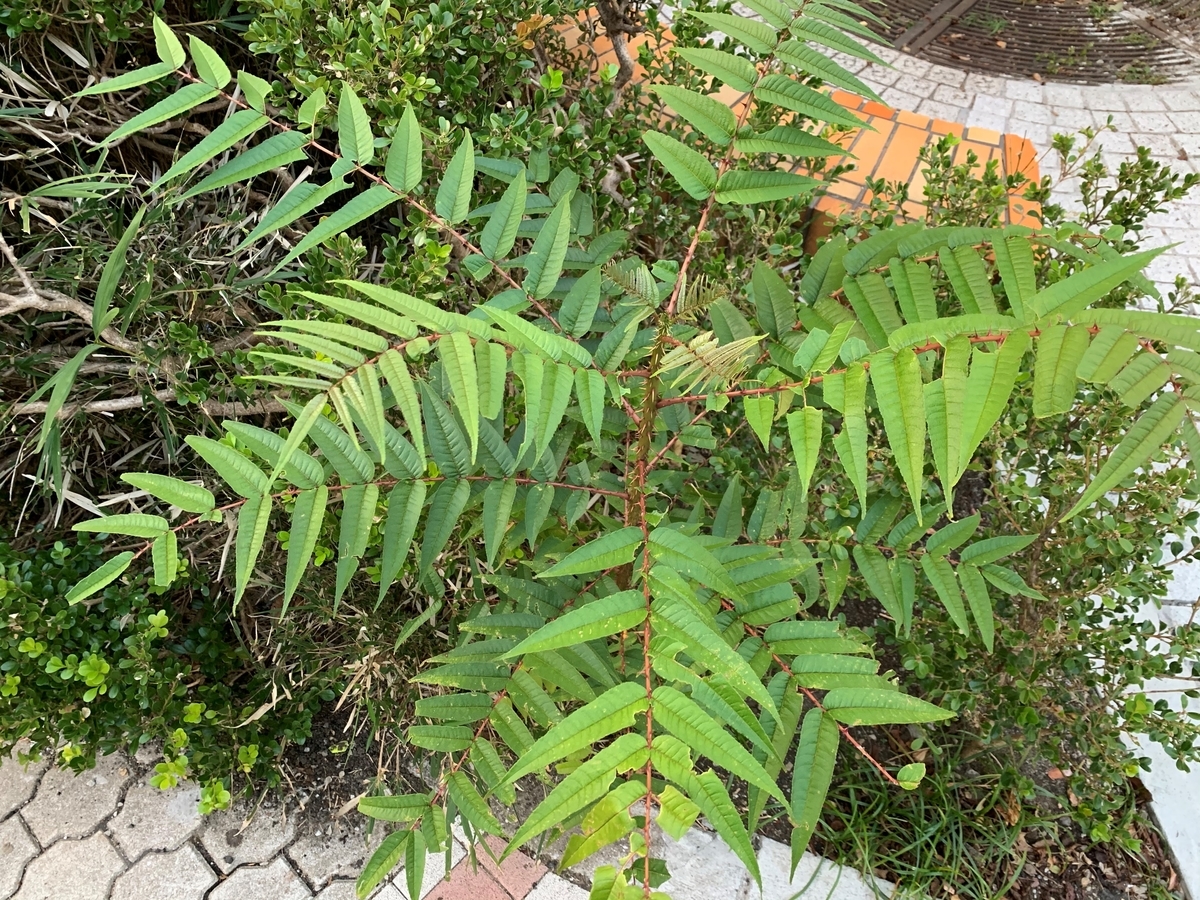 カラスザンショウ 枝付き葉っぱ1000枚 良品と訳あり半々ミックス 宅急便発送 カラスザンショウ - 愛すべき雑草たち