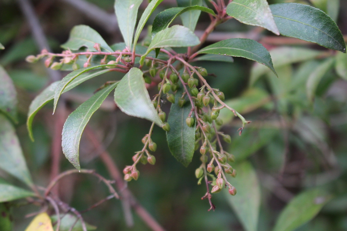 f:id:hase2:20201213021653j:plain