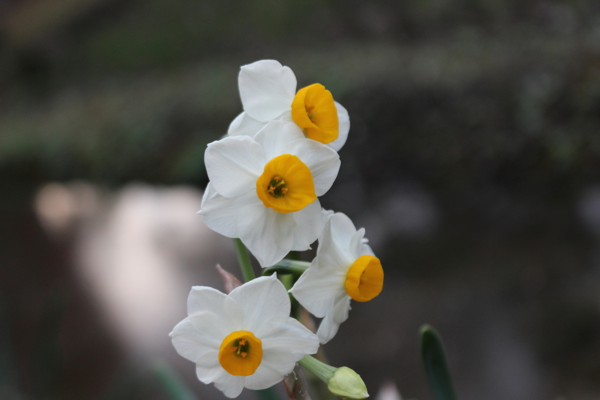 f:id:hase2:20201213022335j:plain