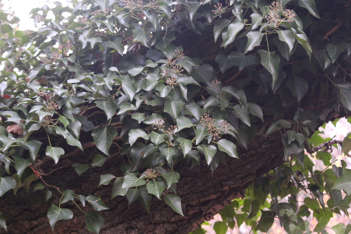 キヅタ 愛すべき雑草たち キヅタ 愛すべき雑草たち