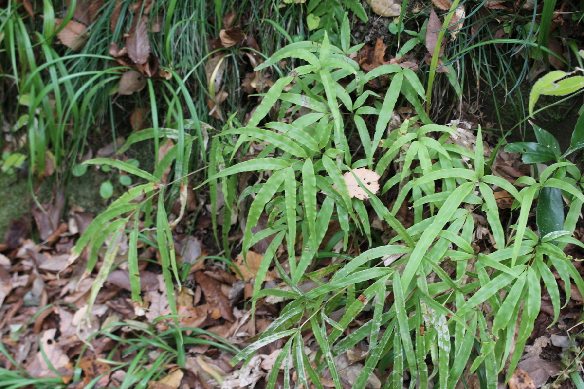 イノモトソウ - 愛すべき雑草たち