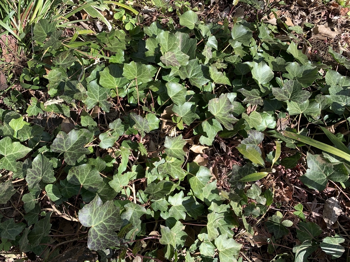 キヅタ 愛すべき雑草たち キヅタ 愛すべき雑草たち