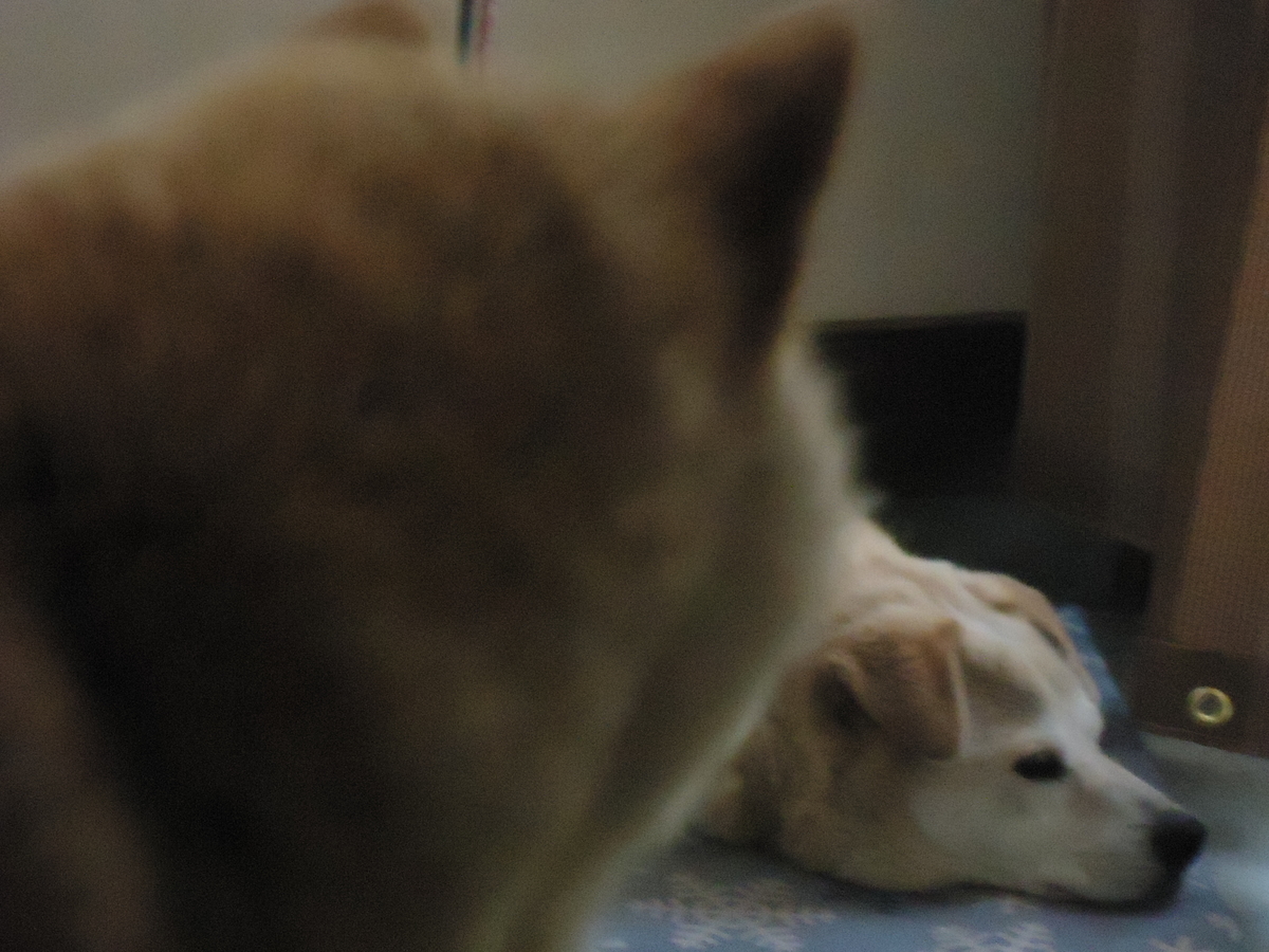 f:id:hase2:20210308003106j:plain