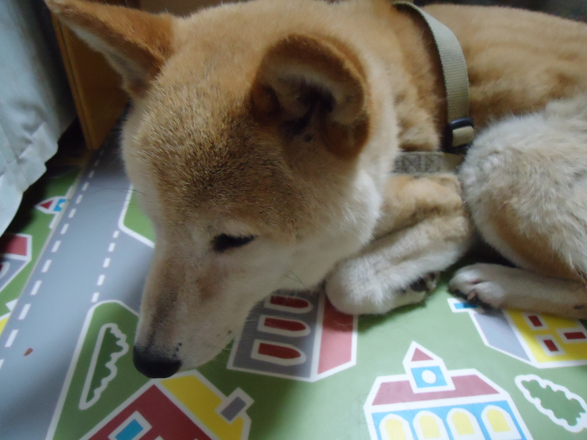 f:id:hase2:20210308003145j:plain